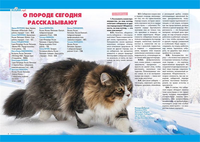Сибирская кошка (Сибирский кот)