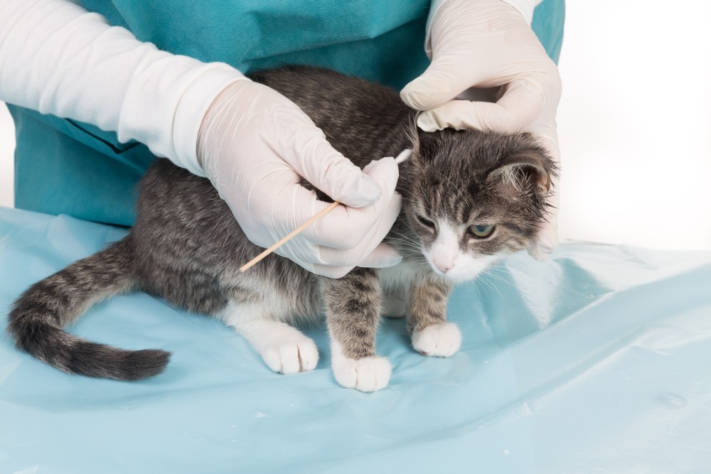 Гемобартонеллез у кошек: симптомы и лечение