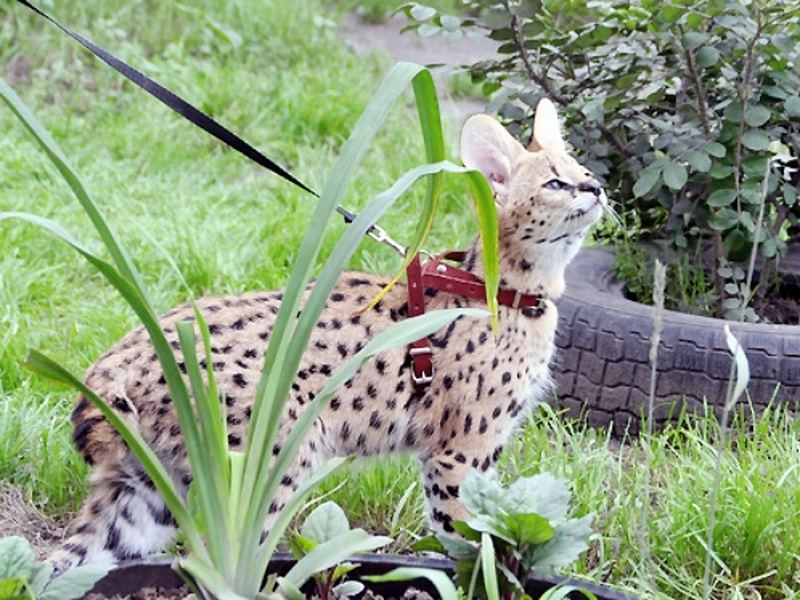 Африканская кошка сервал