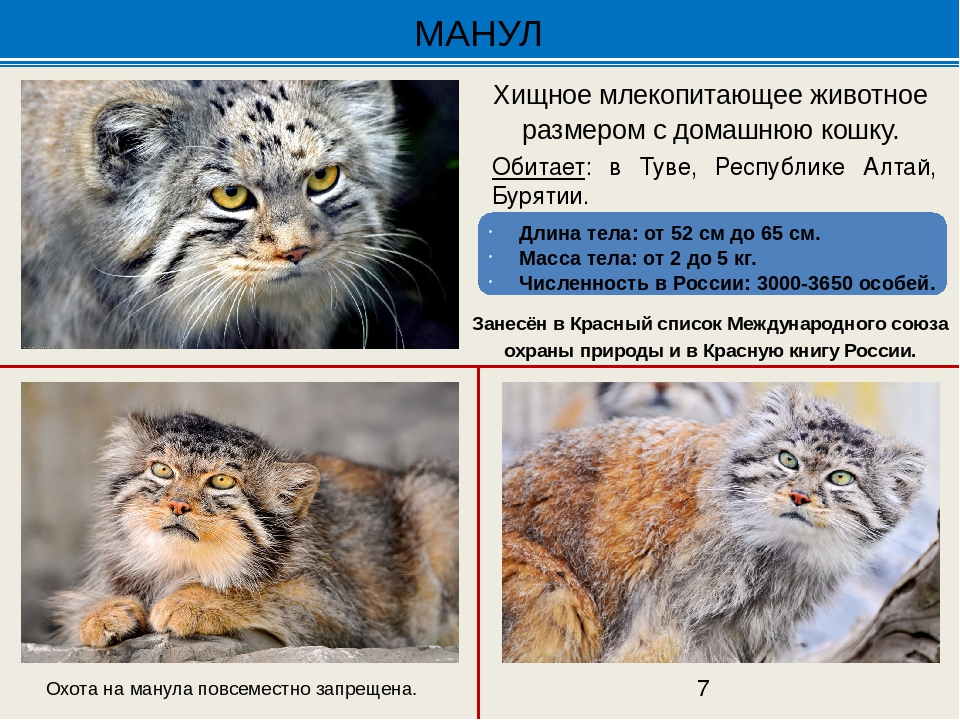 Кот манул: примеры размера и веса степного животного