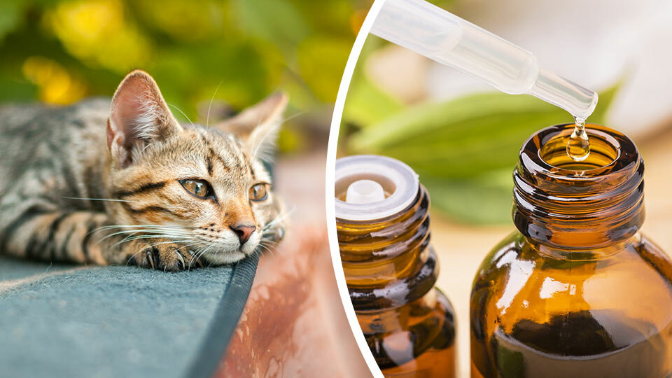 Какие запахи не любят кошки? 5 ароматов, которых кошки просто ненавидят