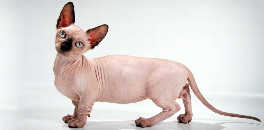 Бамбино кошка или сфинкс с короткими лапами