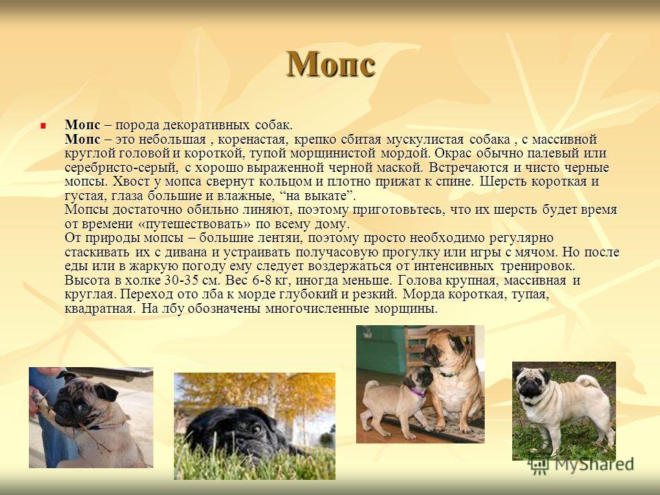 Собака мопс: все о породе и щенках, характеристика