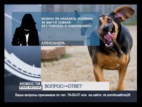 Штраф за собаку без намордника согласно КоАП