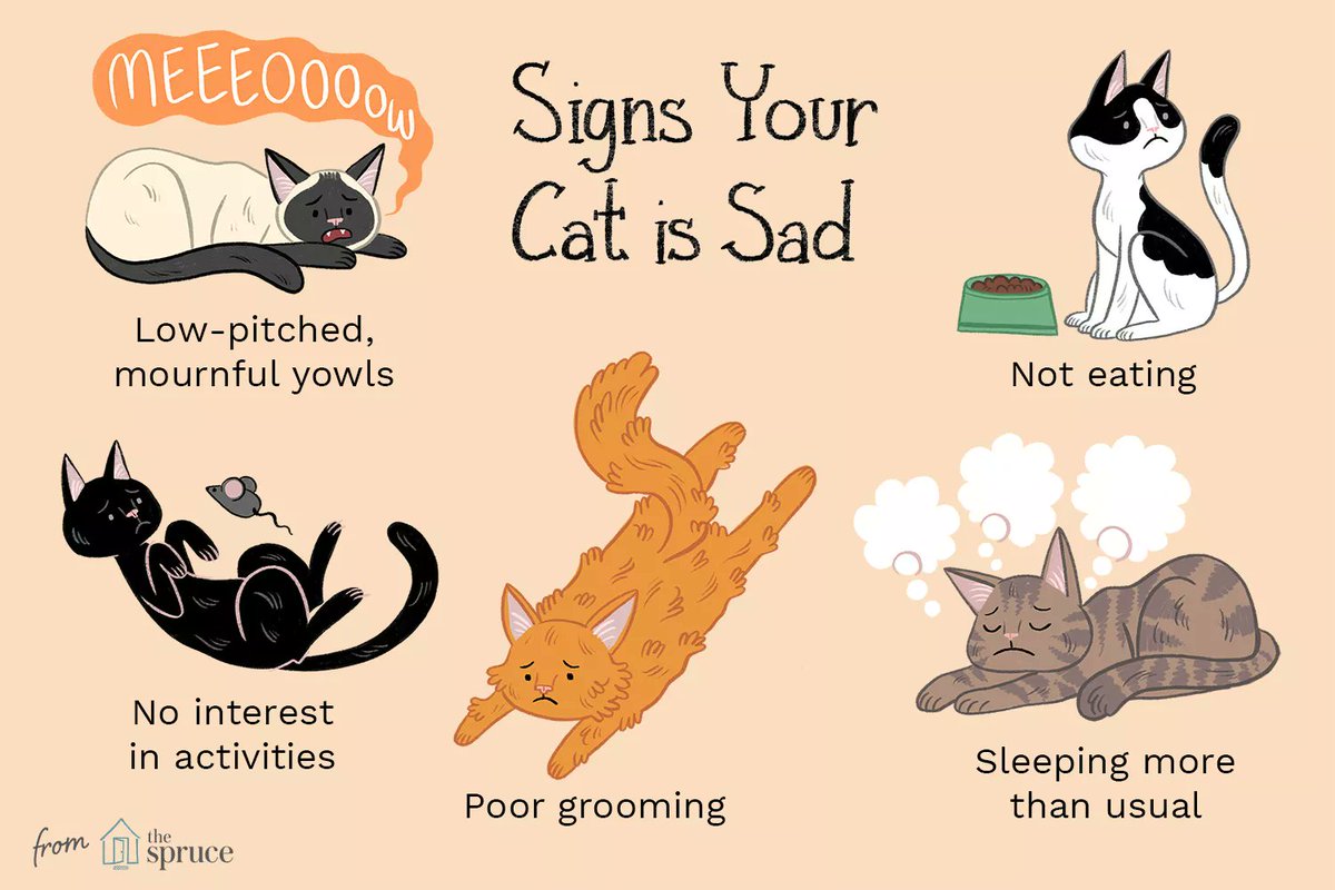 9 признаков того, что ваша кошка вами манипулирует
