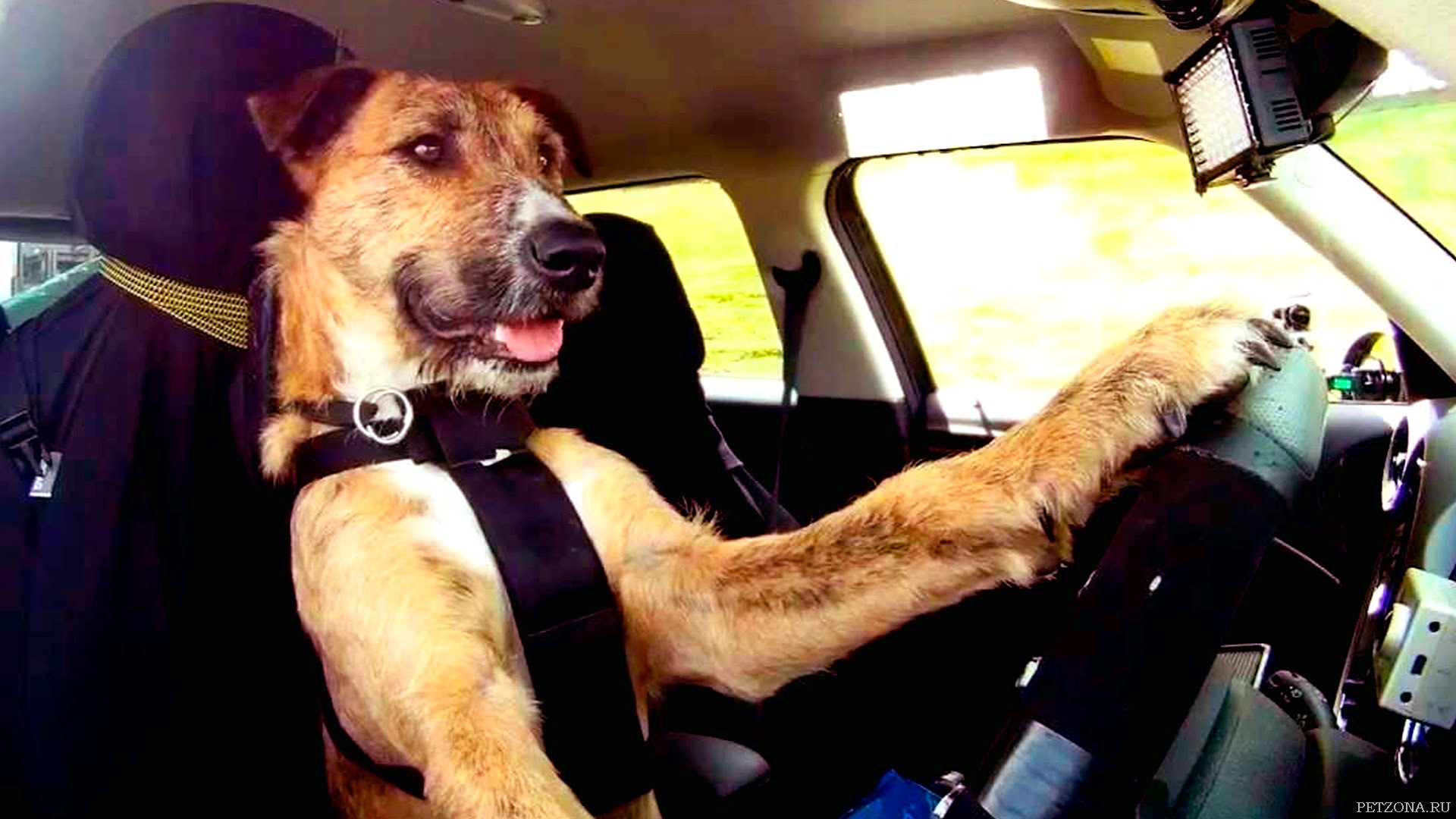 Собаку укачивает в автомобиле: причины, признаки и способы устранения