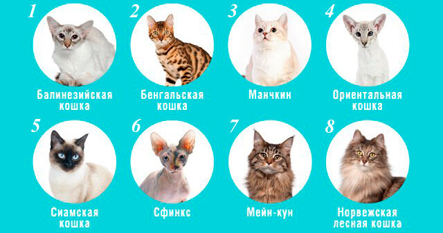 IQ домашнего любимца: самые умные породы кошек