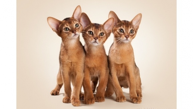 Абиссинская кошка — окрас котов-абиссинцев