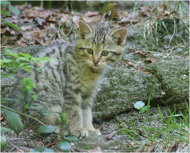 Европейская лесная кошка фото