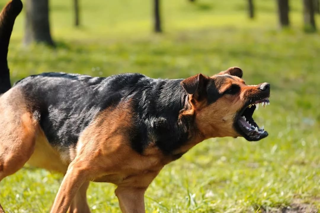 Территориальная агрессия у собак