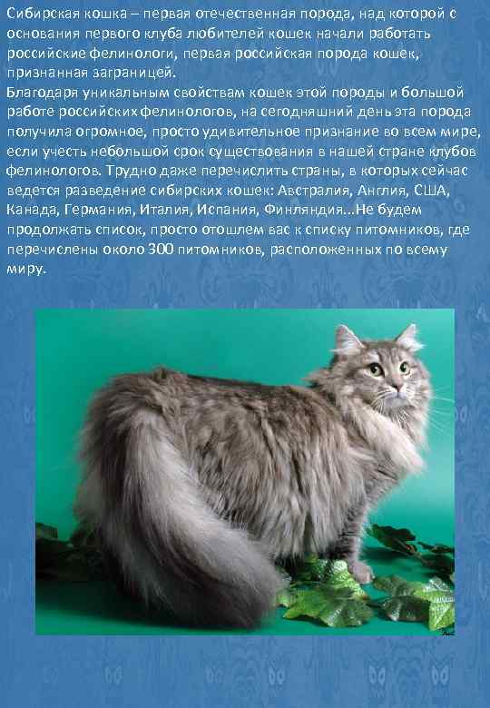 Сибирская кошка: характеристика и описание породы