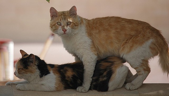 Спаривание кошек: сколько длится половой акт и когда можно вязать