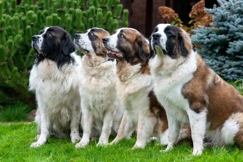 Сторожевые породы собак для частного дома