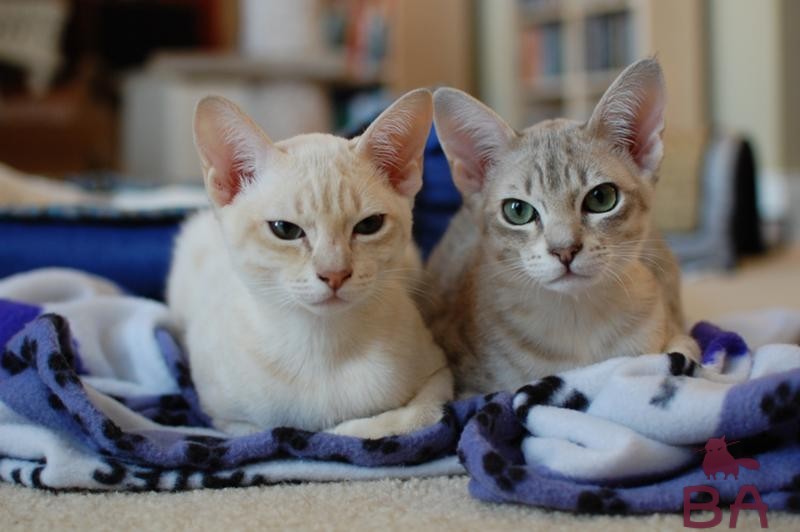 Ласковые кошки: любовь или притворство?