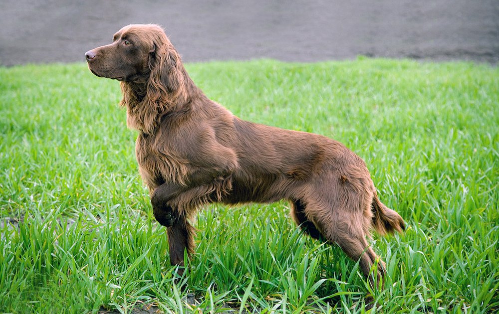 Легавая собака: русские, английские и немецкие породы