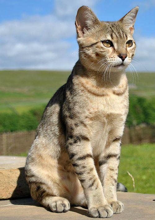 Египетская мау — кошка из Древнего Египта
