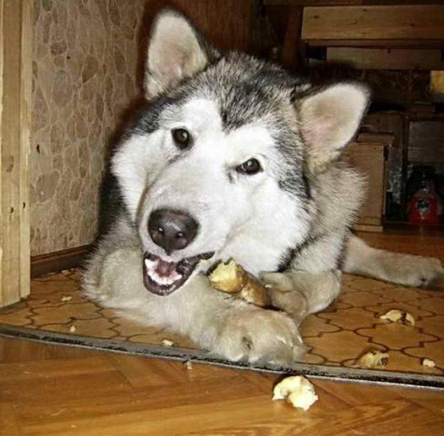 Можно ли собакам картошку вареную и сырую