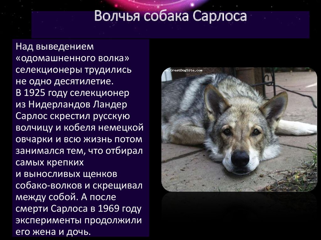 Волчья собака Сарлоса: подробное описание породы