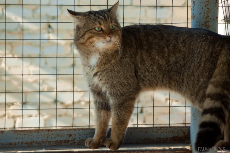 Уссурийская кошка (Уссурийский кот, уссури)