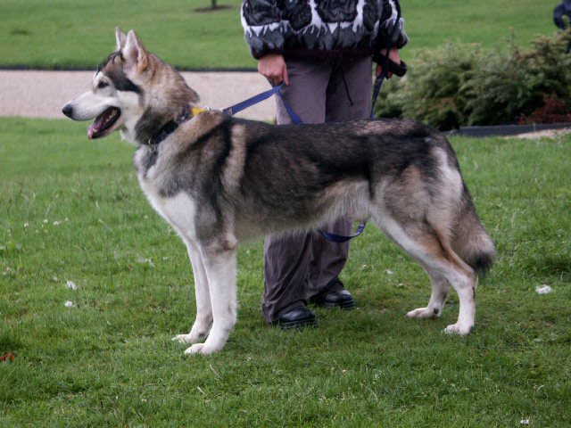 Лютоволки Старков: обзор северной инуитской собаки