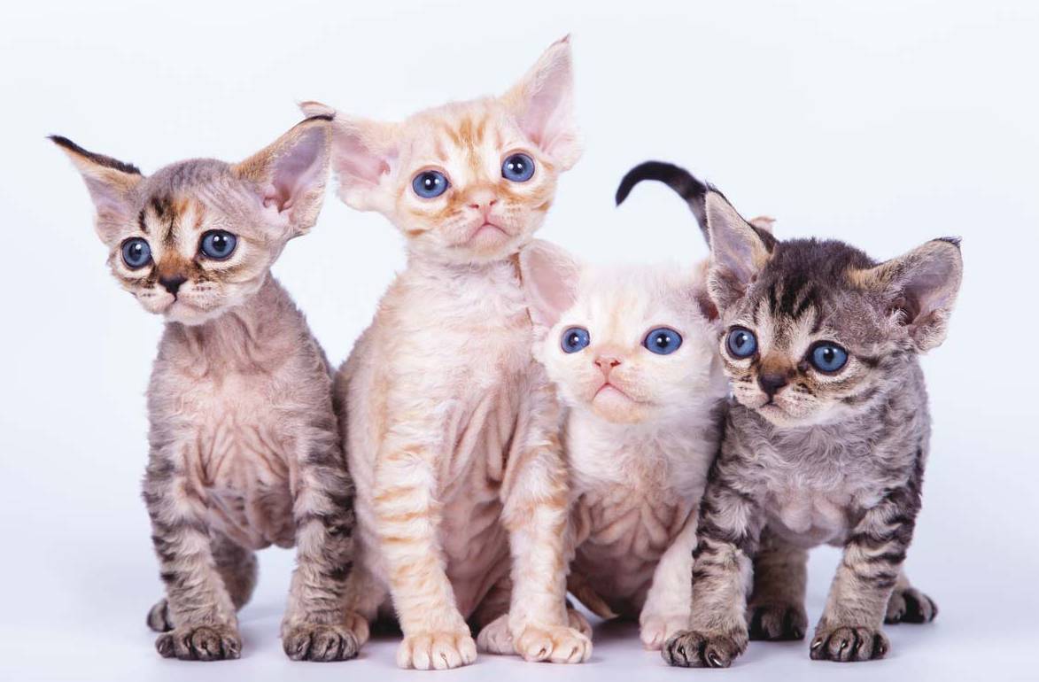 Гипоаллергенные кошки: список основных пород