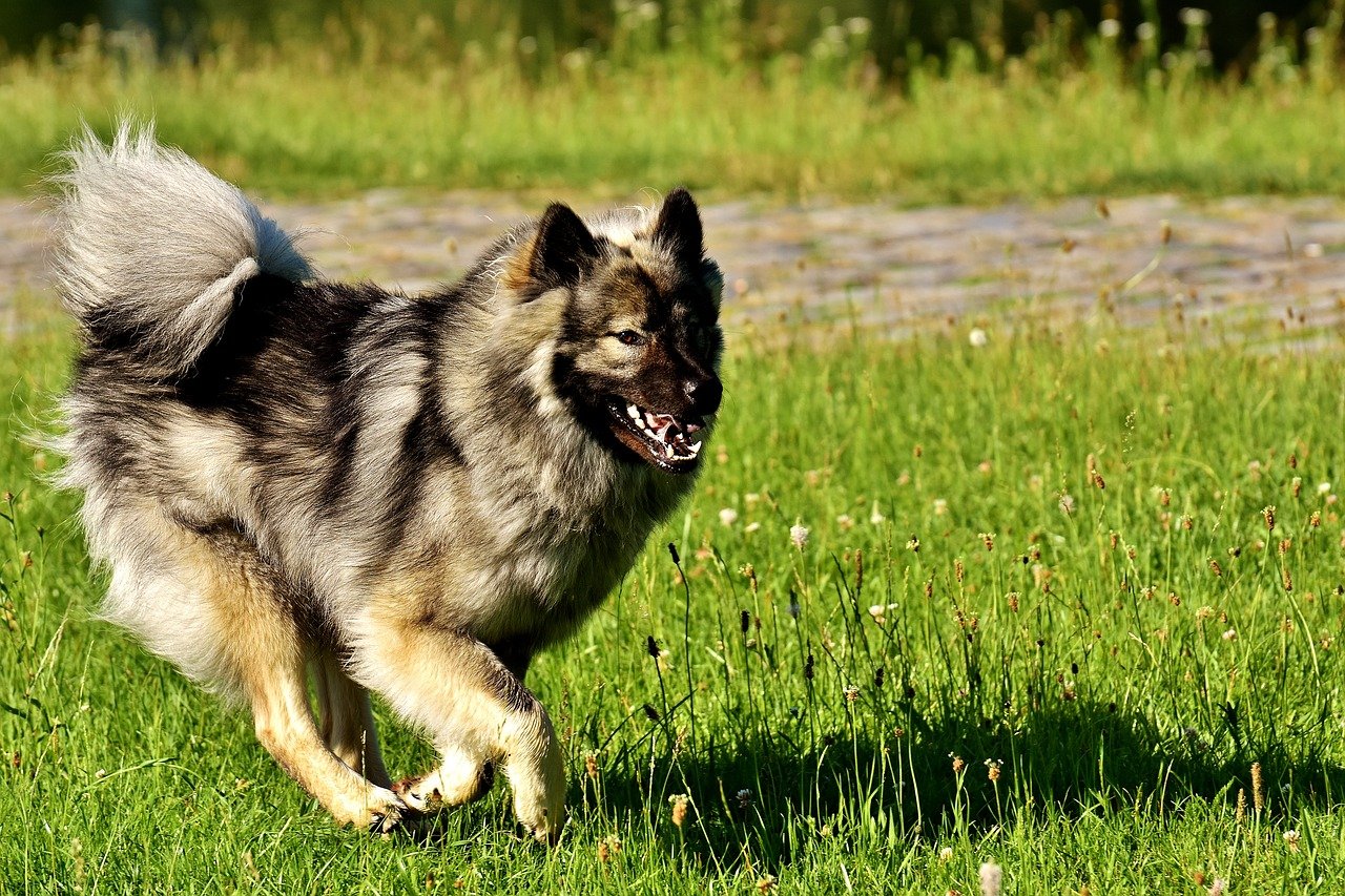 Евразиер (Евразийская собака, ойразиер)