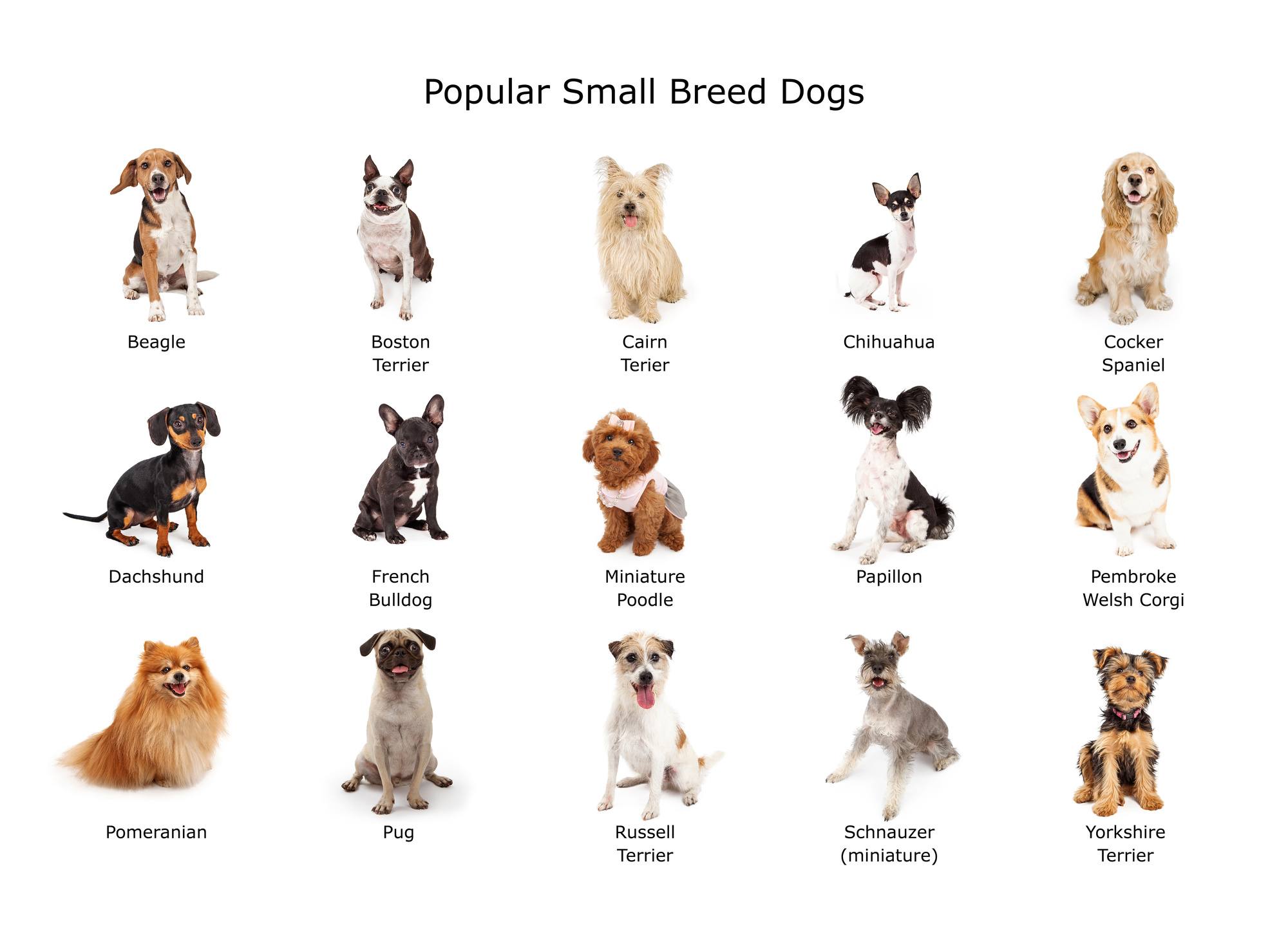 Маленькие породы собак: самые небольшие виды
