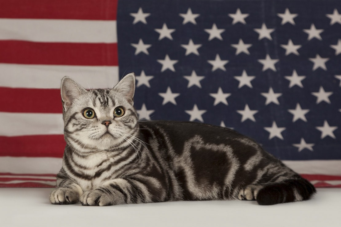 Американская короткошерстная кошка и гладкошерстные коты-американцы
