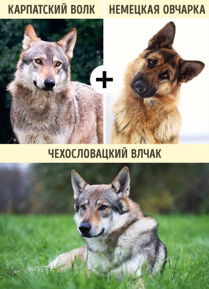 Волкособы: описание породы, размер собак