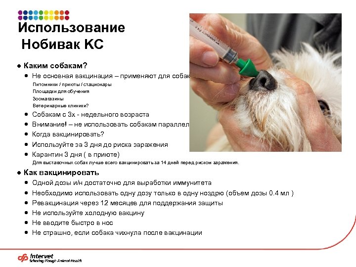 Первая прививка щенку: в каком возрасте делается