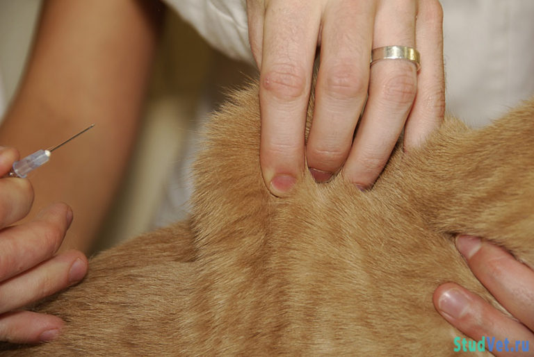 Инъекция кошке в домашних условиях: как делать подкожные, внутримышечные и внутривенные уколы