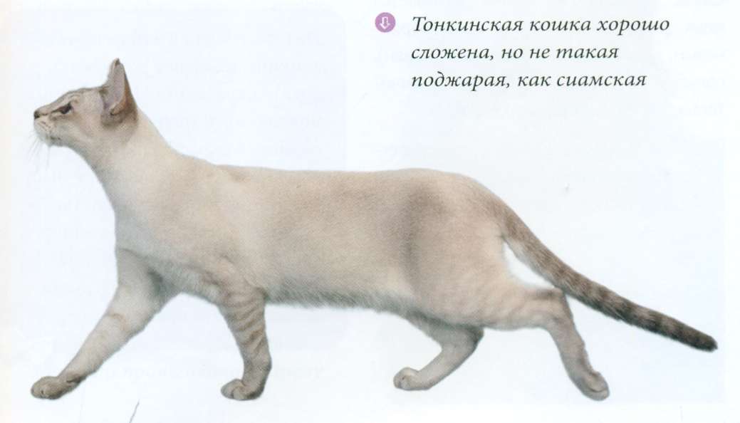 Тонкинская кошка: описание породы и особенности