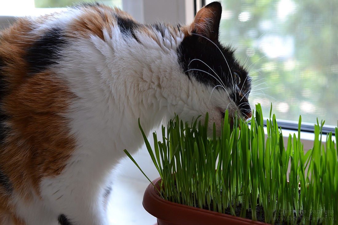 Как избавиться от кошек на участке. Кошачья трава. Котенок ест траву. Кошка кушает траву. Коты едят траву.