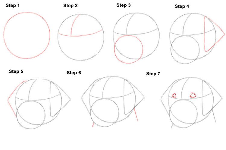 Как нарисовать морду собаки поэтапно