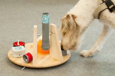 Игрушки для собак своими руками в домашних условиях