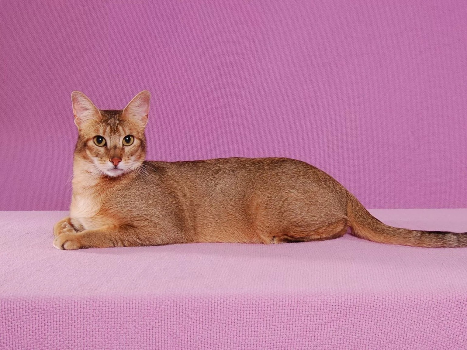 Самые дорогие кошки в мире и их породы: топ 10