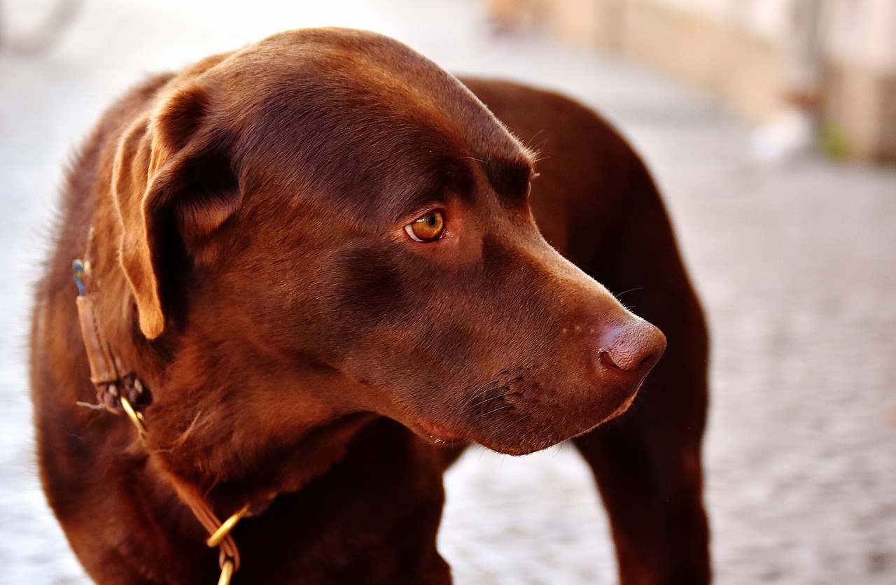 Темная моча у собаки: причины коричневого оттенка