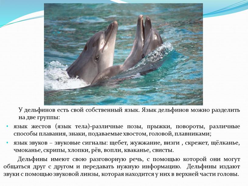 Почему язык дельфинов круче человеческого?