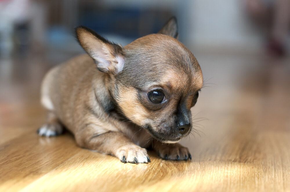 Самые маленькие собачки в мире: истории Туди и Милли