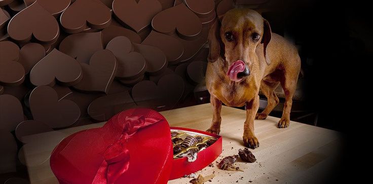 Почему шоколад смертельно опасен для собак