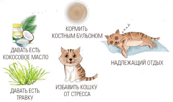 Цистит у кошек и котов