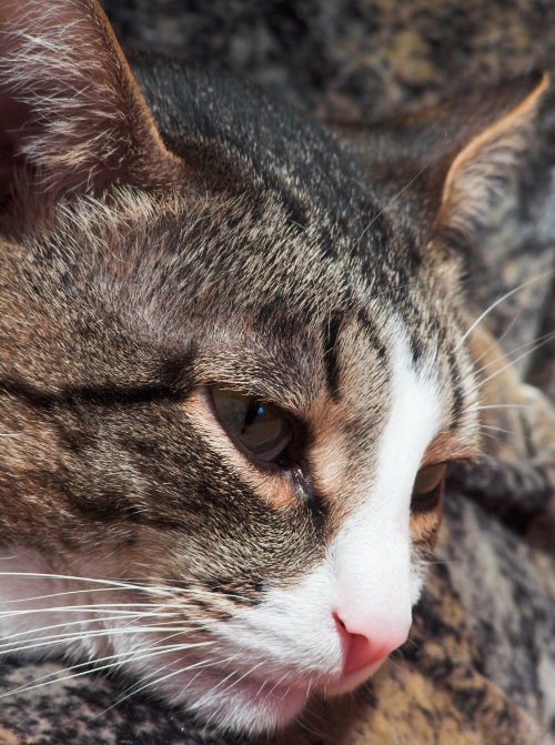 Сопли у котенка, кота и кошки: чем лечить