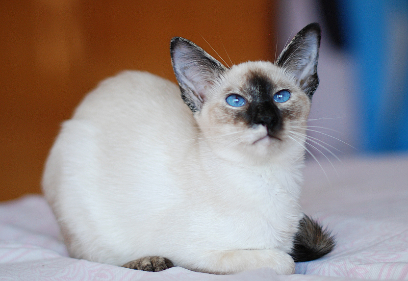 Балинезийская кошка (балинез)