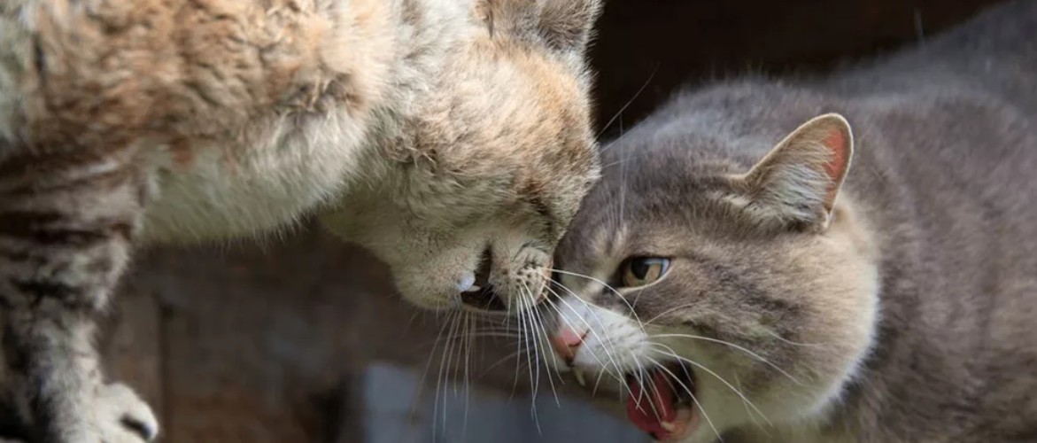 Агрессия у кошек и котов