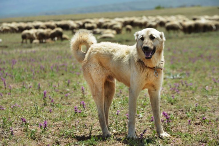 Анатолийская овчарка — бдительный сторож и защитник