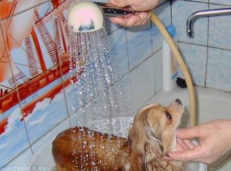 Как помочь собаке в жару дома: как охладить
