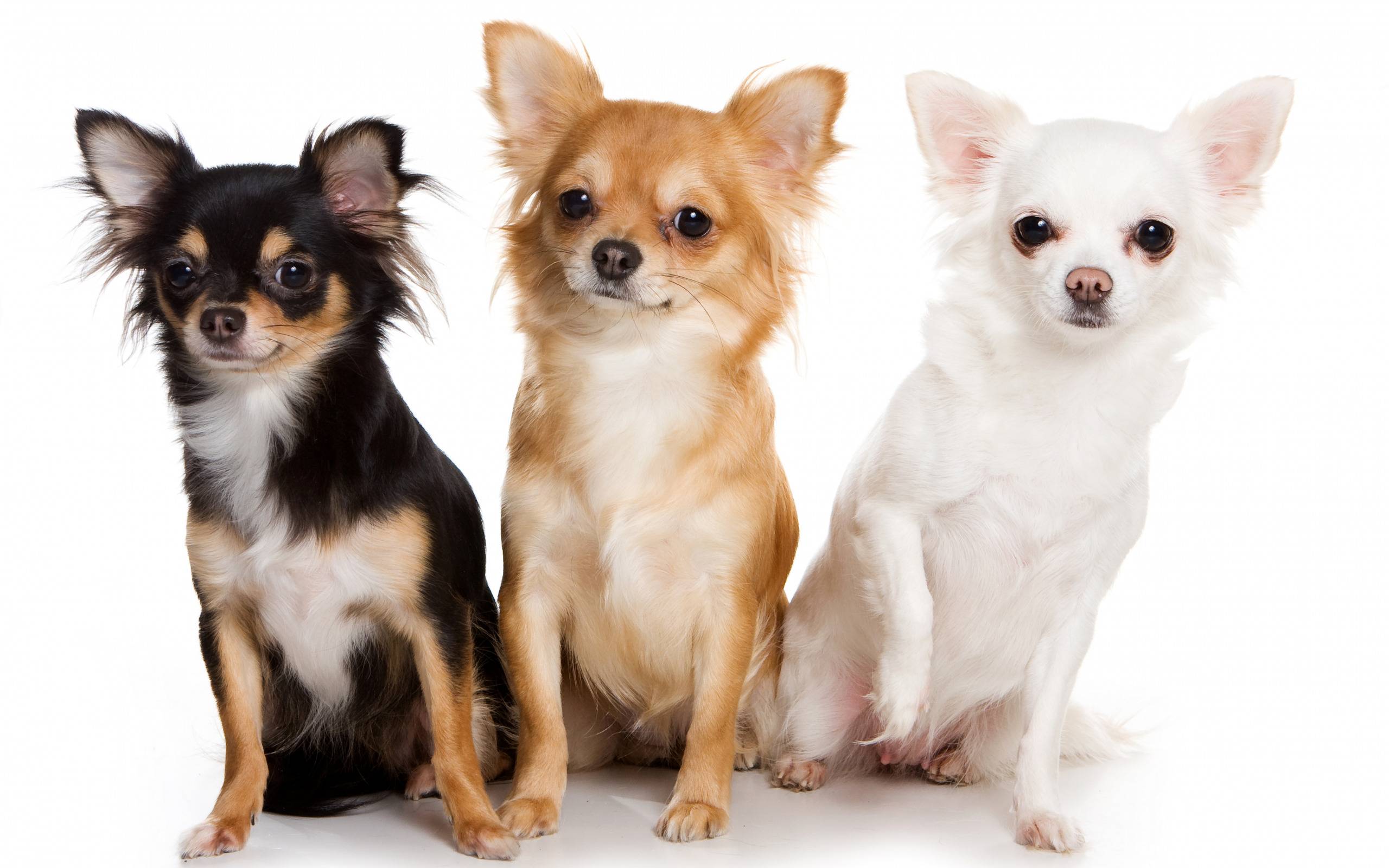 Чихуахуа мини: щенки и взрослые собаки