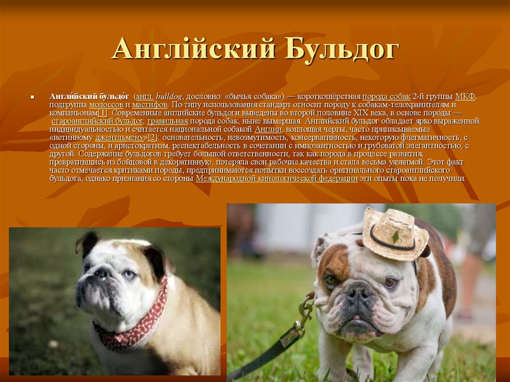 Бульдоги: разновидности породы собак, какие бывают