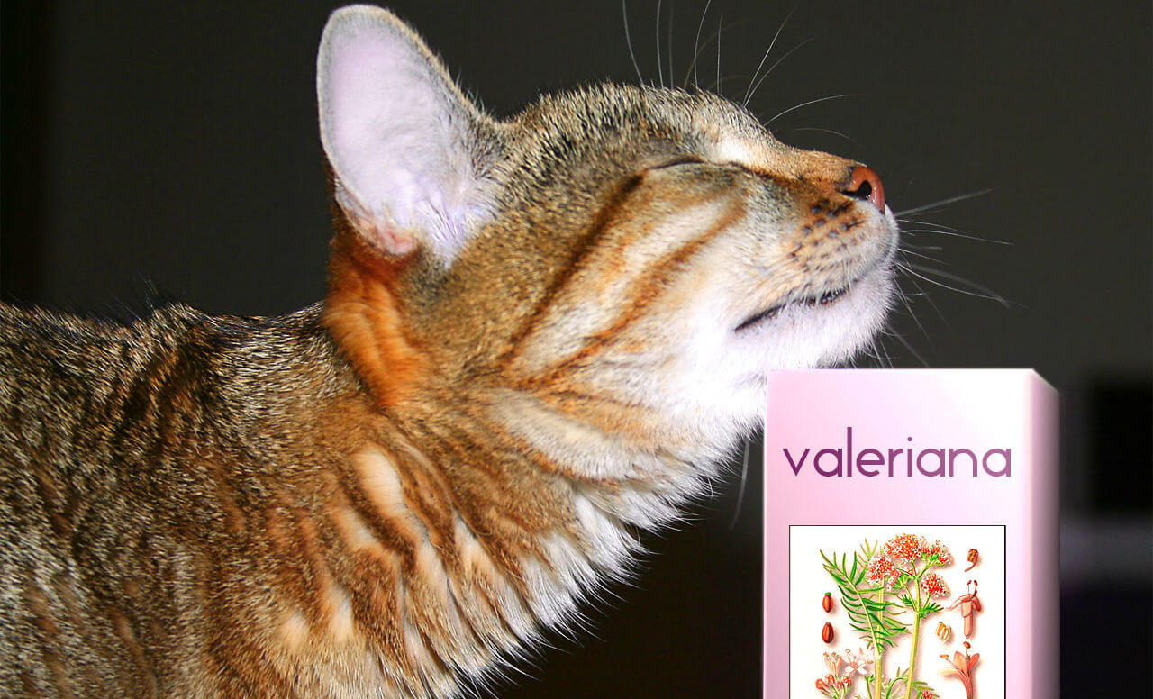 Влияние валерьянки на кошек и котов — разбираемся в вопросе