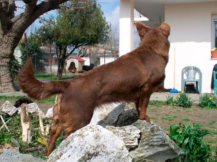 Алопекис (Маленькая греческая собака)